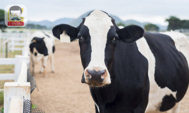 Cows grazing on field.
