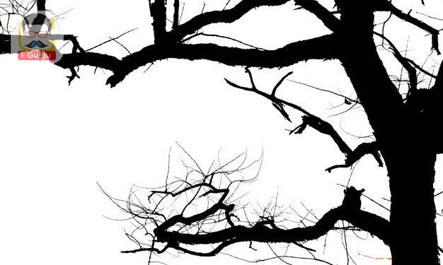 Dead branches , Silhouette dead tree or dry tree on white background with clipping path.