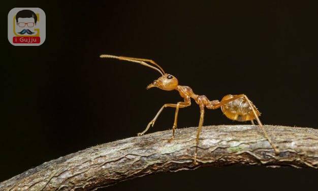 Image of red ant(Oecophylla smaragdina) on the branch. Insect. Animal.