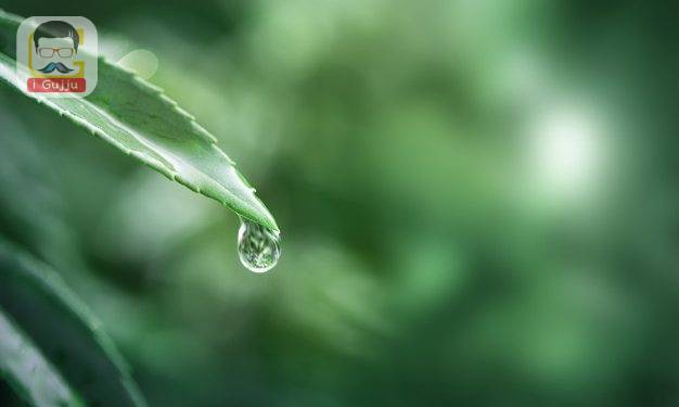 Water drop on a leaf macro shot