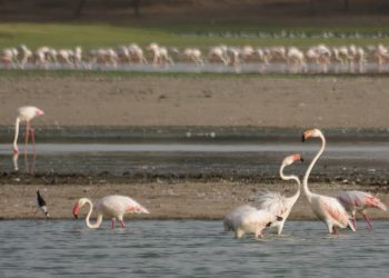 થોલ પક્ષી અભયારણ્ય