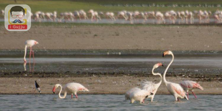 Thol Lake - Gujarat, India