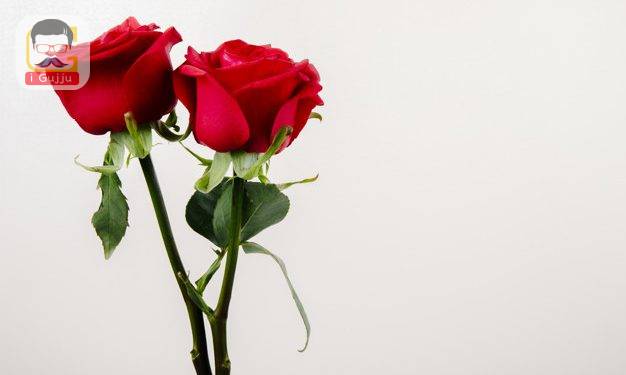 side view of red color roses isolated on white background with copy space