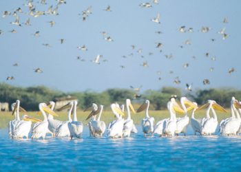 ગુજરાતનું માનસરોવર એટલે નળસરોવર