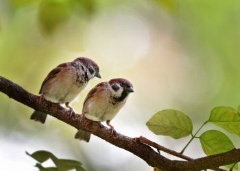 ચકો-ચકી