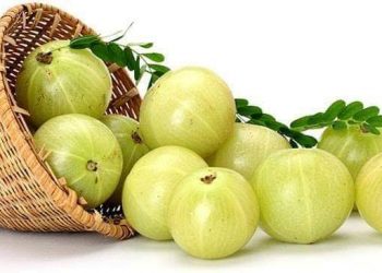 શિયાળામાં આમળાનું સેવન કરવાથી અધધ ફાયદાઓ, સસ્તા ફળના મોંઘા ફાયદાઓ