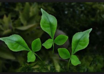 બિલી પત્રના 30 રહસ્યો