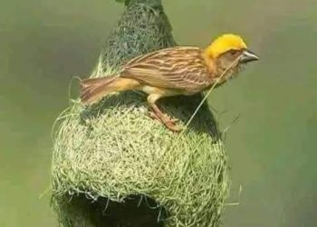 ખંતથી કેવી, સુગરી ગૂંથે છે રૂપાળો માળો