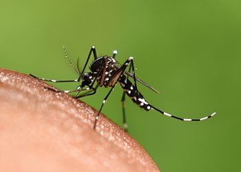 મચ્છર